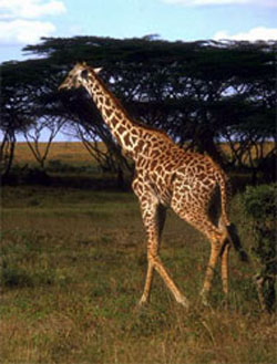 内罗毕长颈鹿公园