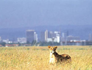 内罗毕国家公园